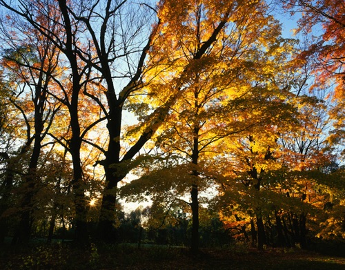 Maples, Jockey Hollow National Historic OPark, NJ (MF).jpg Maples, Jockey Hollow National Historic OPark, NJ (MF).jpg
